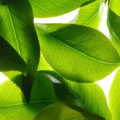 Déodorant Fraîcheur 24h