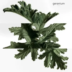 Eau de Basilic Pourpre