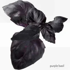 Eau de Basilic Pourpre