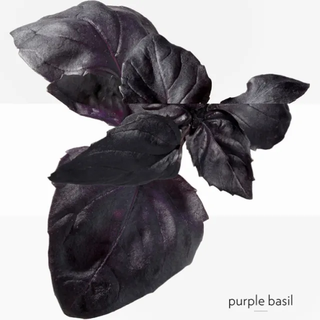 Eau de Basilic Pourpre