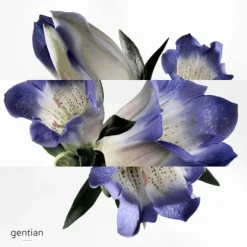 Eau de Gentiane Blanche
