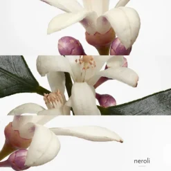 Eau de Néroli Doré