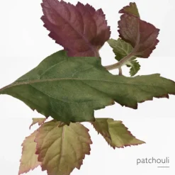 Eau des Merveilles Bleue