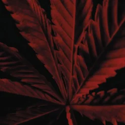 Habit Rouge L'Instinct