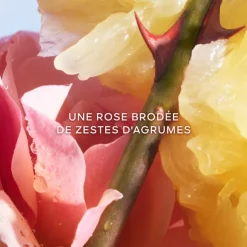 La Petite Robe Noire