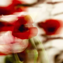 L'Eau Rêvée d'Aria