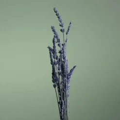 Pour un Homme de CARON