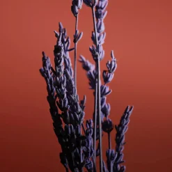 Pour un Homme de CARON Le Soir