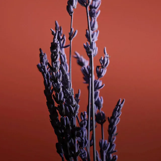 Pour un Homme de CARON Le Soir