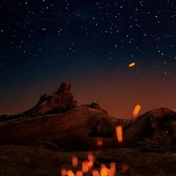 Replica Under The Stars