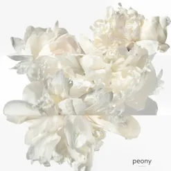 Twilly d'Hermès Eau Ginger