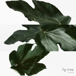 Un Jardin en Méditerranée