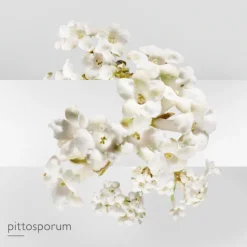 Un Jardin sur la Lagune